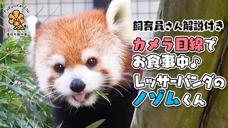 【福岡市動物園】飼育員さん解説付き！カメラ目線でお食事中♪レッサーパンダのノゾムくん[Fukuoka city zoo] Red panda,Nozomu