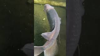 giant gourami |big fish| fish| #fish #trending #shorts #travelappan #shortvideo #short #shortsvideo