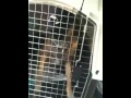 Graubaer's Blaze AGGRESSIVE POLICE DOG growls at Glock 19 owner 🫤