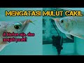 Penyebab ikan arowana cakil! Bisa jadi dari Gen,paktor pakan bisa jadi!!sebelum Cakil nya parah..!!