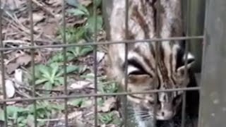 Tsushima Leopard Cat  to fail to catch anything.獲物を獲り逃がしたツシマヤマネコ。