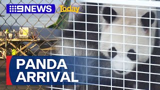 New panda pair arrive in Adelaide | 9 News Australia