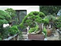 seikouen bonsai garden