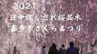 2021 日中線しだれ桜並木・喜多方さくらまつり　Row of weeping cherryblossom trees