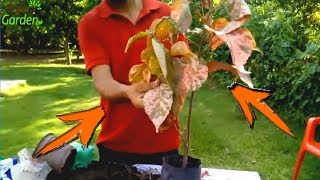 HOW TO REPRODUCE THE PLANT TO DECORATE ACALYPHA 🔴 Acalypha wilkesiana