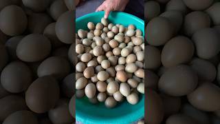 Pheasant 🥚 Egg,🖤🇳🇵🕉️ #subscribe #like #share #support #comment #viral Banglachuli, Murkuti Dang🕉️❤️