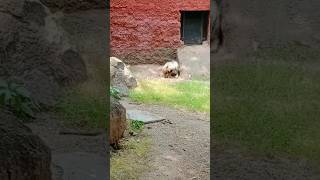 ଓଡ଼ିଆ,vlog, ଓଡ଼ିଶାରୁ, ମୁଁ ଆଶିକି ପହଁଚିଗଲି Hyderabad animals park,tiger, ଦେଖିବା 👍