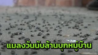 แมลงวันนับล้านบุกหมู่บ้าน | 19-07-61 | ข่าวเช้าไทยรัฐ