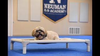 Seamus (Shih Tzu) Boot Camp Dog Training Video Demonstration