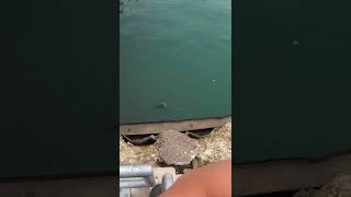 Downtown Chicago Lake Michigan Bass Fishing