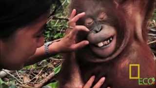 Borneo: Unmasking the Truth (1080p)