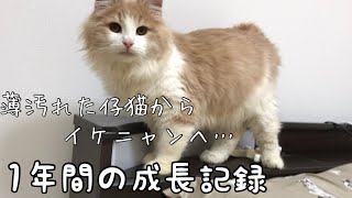 【祝】薄汚れた状態のノルウェージャン仔猫からイケニャンへの1年間の成長記録！