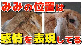 Four feelings that can be understood by the rabbit's ears! Did you know