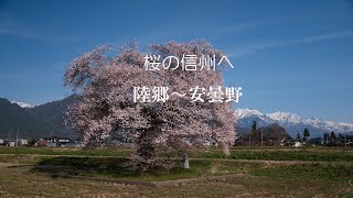 桜の信州へ　陸郷〜安曇野