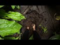 barefoot in mud on a coastal forest walk