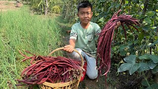 '' Red Longbeans '' Harvest red longbeans from vegetable garden for cooking - Chef Seyhak