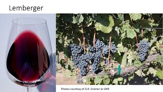 Grape Variety #12: Lemberger