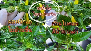 วิธีสังเกต\u0026ป้องกันกำจัดเพลี้ยไฟไรขาวในพริก(แบบปลอดสาร)สูตรบ้านๆแต่ได้ผลจริงด้วยสิ่งนี้❗️