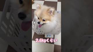 犬の体重測定 #shorts #ポメラニアン #子犬 #犬