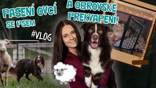 PASENÍ OVCÍ se psem a obrovské PŘEKVAPENÍ do bytu😍! | Letní vlog