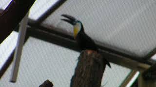 ヒムネオオハシの鳴き声　Channel-billed Toucan　06 12 09