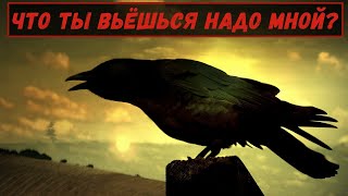 Черный ворон | Жизнь, интеллект, домашнее содержание | Интересные факты