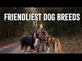 20 Friendliest Dog Breeds Of 2023