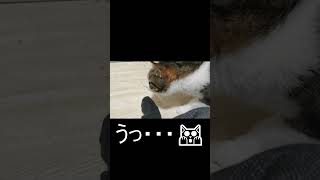 飼い主の足のにおいを嗅いでいく猫 #shorts