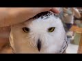 126 this is how my snowy owl repliesシロフクロウのお返事【minty the snowy owl】【シロフクロウのミンティ】