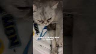 【出産数時間後】 授乳しながら自分もふみふみ #子猫 #出産 #親子猫