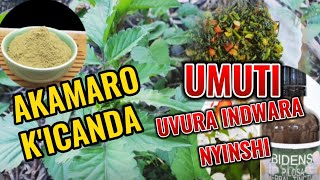 AKAMARO K'ICANDA KU MAGARA YACU | UMUTI UVURA INDWARA NYINSHI, IGITIGU, AMARA, INKORORA Y'AKANIRA.