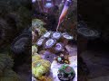 feeding zoanthids