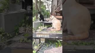 白玉館長とせん。せんちゃんまもなく1歳。猫社会勉強中。近すぎず離れすぎず館長から警戒されながらも見守られる本日。 #猫との暮らし #温泉地暮らし