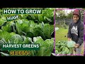 How To Grow Collard Greens - Huge Harvest Collard Greens - Free Haven Farms