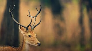 Discovering the Barasingha: The Swamp Deer of India #kanhanationalpark #kanhatigerreserve #kanha