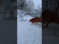 【ねこのロデム】 雪の上歩いたら冷たかった猫🐱 ねこのロデム ねこ動画 ねこのいる生活 shorts