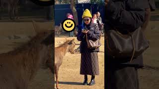 奈良の鹿とキスをし大喜びの観光客💋🦌