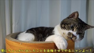 爪みがき桶を堪能する猫にちょっかい出したら本気で怒られたｗ☆爪磨きの中でまったりするリキちゃんがかわいい♥ねこ鍋【リキちゃんねる　猫動画】Cat video　キジトラ猫との暮らし