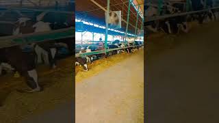 Calves rearing at a farm |suckler |milk feeding according to 10%of body wt @veterinary world