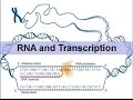 RNA and Transcription