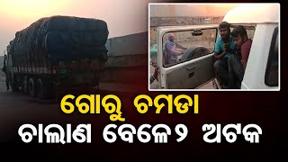 ଗୋରୁ ଚମଡା ଚାଲାଣ ବେଳେ ୨ ଅଟକ | Odisha Reporter