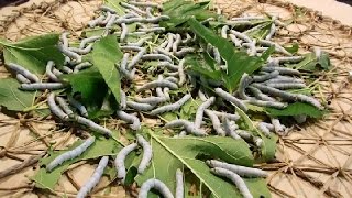 Old Style Silkworm Farming in Japan!