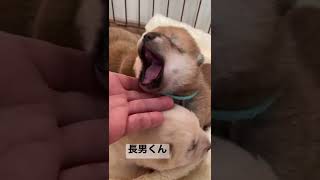 柴犬の赤ちゃん生後16日あくび3連発！