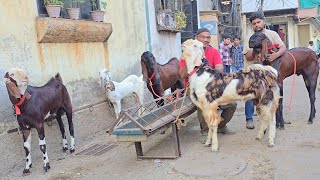 Aise Chiz Bar Bar Nahi Milte 200%Shouk Badega Chanas Lo Aur Shouk Karo || Ali Bhai Bhiwandi Mumbai||