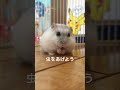 噛み癖のあるハムスターと仲良くなるまで shorts ハムスター ハムチャンネル hamsters