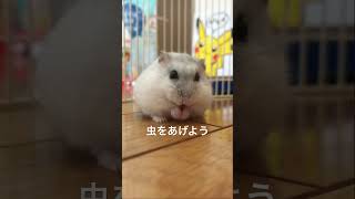 噛み癖のあるハムスターと仲良くなるまで#shorts #ハムスター #ハムチャンネル #hamsters