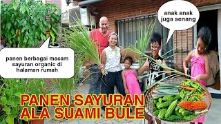 PANEN SAYURAN ALA SUAMI BULE  BERBAGAI MACAM SAYUR ORGANIC