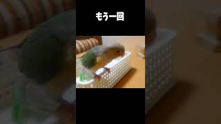 【爆笑】よーく観察すると何かが起きてるけどとぼけるインコ🤣　 #Short #インコ #ウロコインコ #小鳥 #お笑い #おもしろ動画 #conure #Green-cheeked