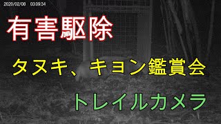 20200208［有害駆除］ファーレ旭イノシシ箱罠トレイルカメラでのたぬき鑑賞会