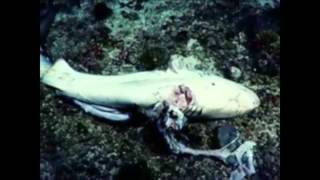 Shark Finning in Costa Rica